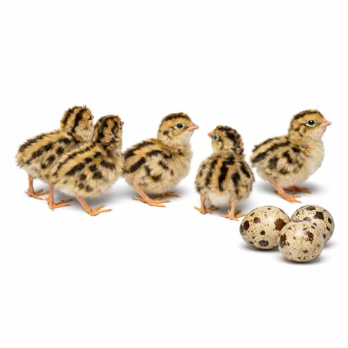 Daily bread homestead coturnix - daily,