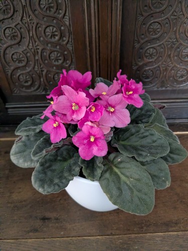 African violet saintpaulia - violet,