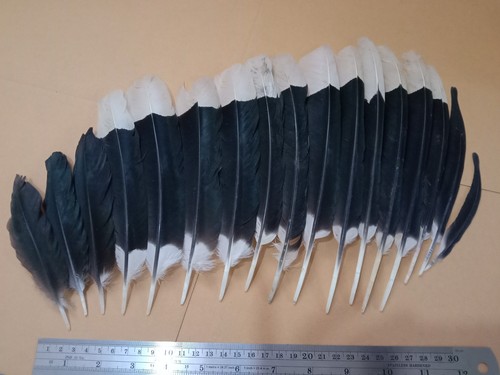 Large black white wing - large,