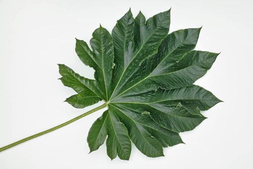 Giant rice paper - rice, seeds