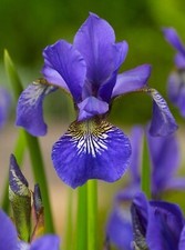 3x Iris sibirica 'Bleu' French