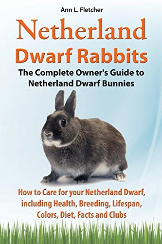 Netherland dwarf rabbits the - netherland,