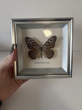 Vintage Framed Taxidermy