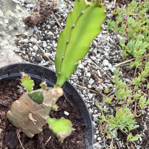 Dragon fruit plant - fruit, that