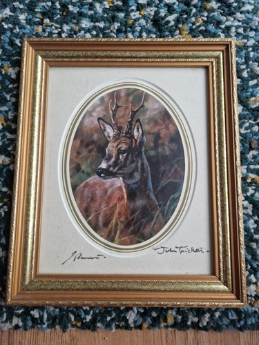 John trickett roe deer signed - trickett,