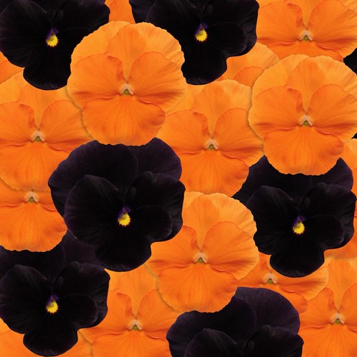 200 viola seeds halloween - seeds,