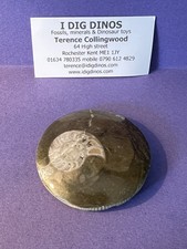 Natural Polished rock fossil -