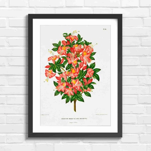 Vintage azalea flower - vintage,