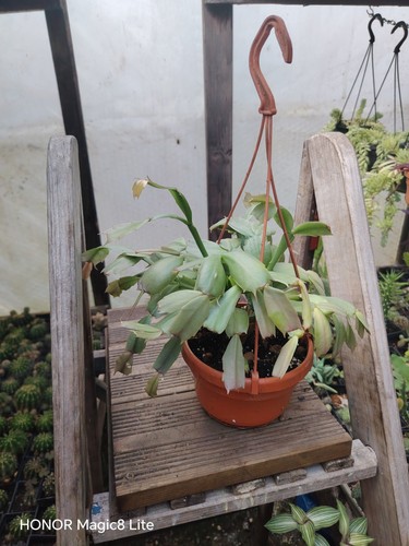 Christmas thanksgiving cactus - christmas,