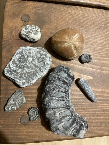 Genuine fossil bundle - bundle, –