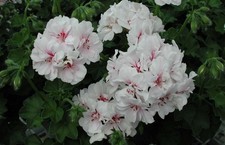2 x Geranium ‘Blanche