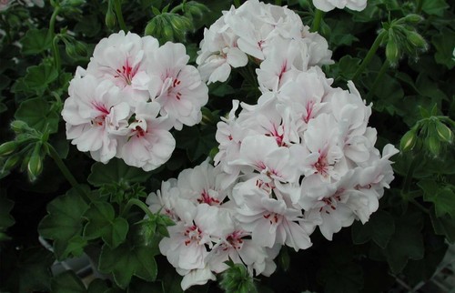 Geranium blanche - geranium, ‘blanche