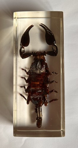 Real insect - insect, scorpion)