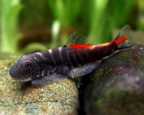 Bloody mary hillstream loach - bloody,