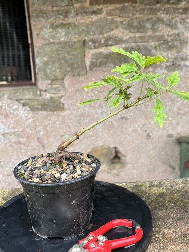 Oak bonsai starter - oak,