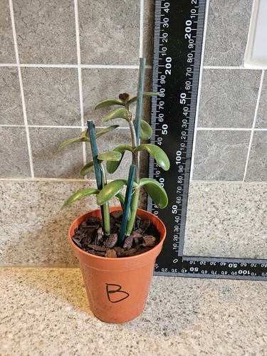 Healthy jade plant - healthy, (money