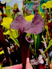 Sarracenia Flava Var Rubicorpora (carnivorous pitcher plant)
