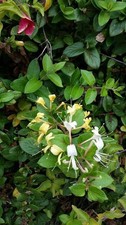 10 LIVE PLANTS WITH ROOTS