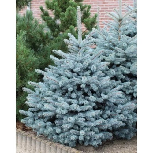 Picea pungens super - pungens, blue’