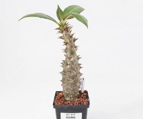 Pot 9cm rare cacti - pot,