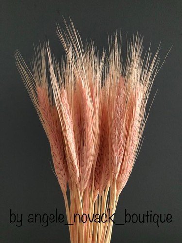 Stems dried wheat rye - wheat/rye, bunch