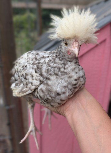 Polish frizzle chance fertile - chance,