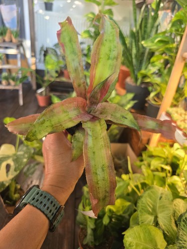 Cryptanthus bivittatus earth - bivittatus,