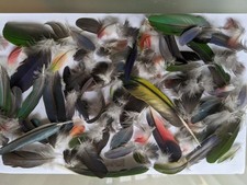 10x Naturally Moulted  Parrot