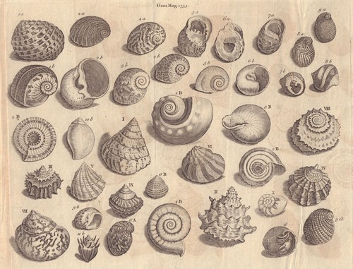 Seashells nerite whirl turbo - seashells, whirl/turbo