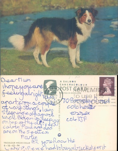 Welsh collie dog salmon ltd - j,