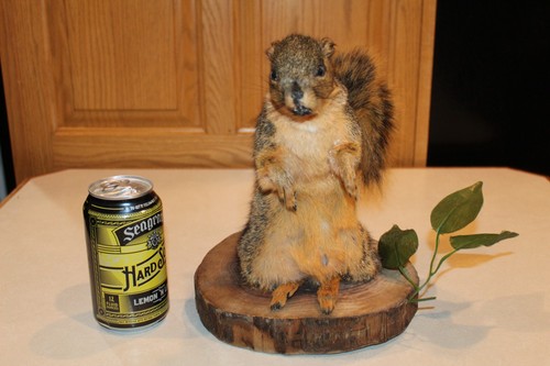 Taxidermy squirrel chipmunk - squirrel,