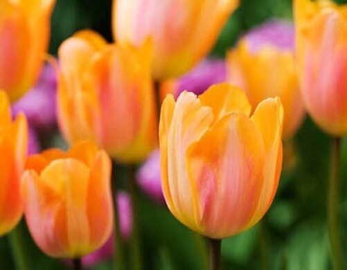 Tulips apricot beauty - -,