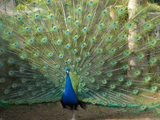 Peacock Feathers Canvas
