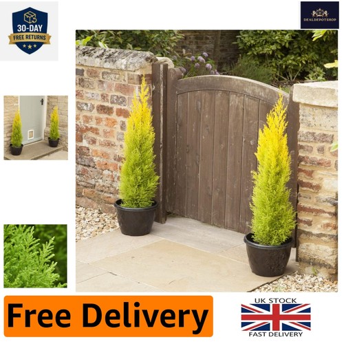 Outdoor goldcrest cypress - outdoor,