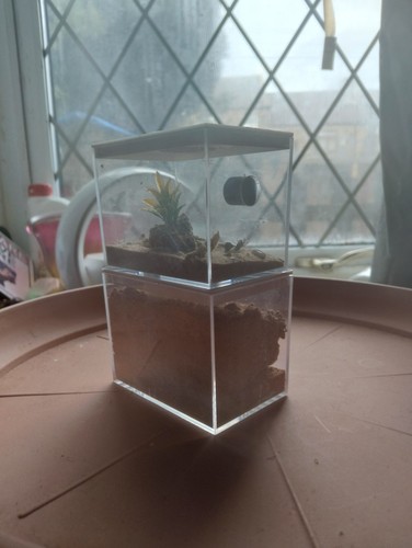 Clear acrylic ant farm - ant,