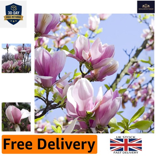 Magnolia soulangiana - magnolia, 'soulangiana'