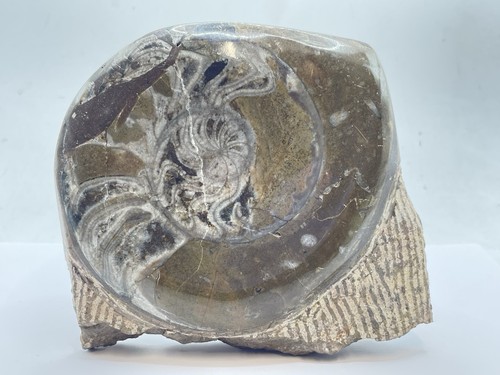 Devonian period 390 - devonian, million