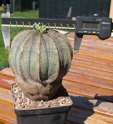 Obese euphorbia adult - obese,