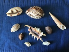 Vintage beautiful sea shells