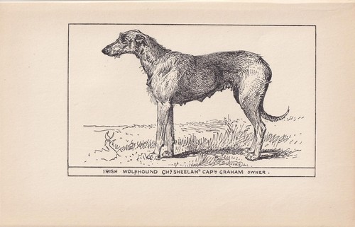 1900 irish wolfhound dog - wolfhound, print