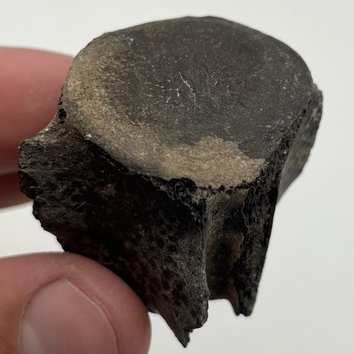 Dolphin vertebrae fossil - dolphin,