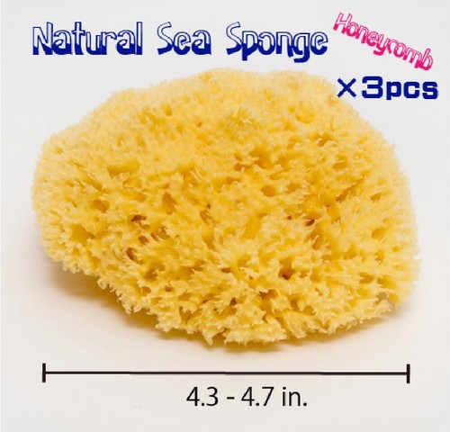 Natural sea sponge honeycomb - sea,