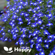 TRAILING LOBELIA CASCADE BLUE