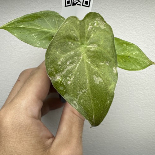 Alocasia wentii albo pink - alocasia,