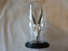 Springbok/Antelope Skull