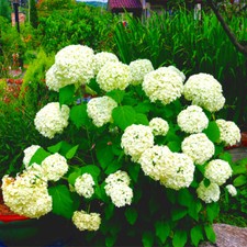 Hydrangea arborescens - hydrangea,