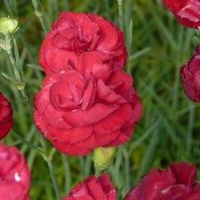 Dianthus 'Scent First Passion'