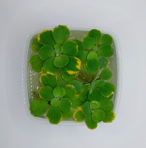 Dwarf water lettuce - dwarf,
