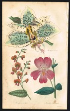 1838 Orchid & Monkeyflower