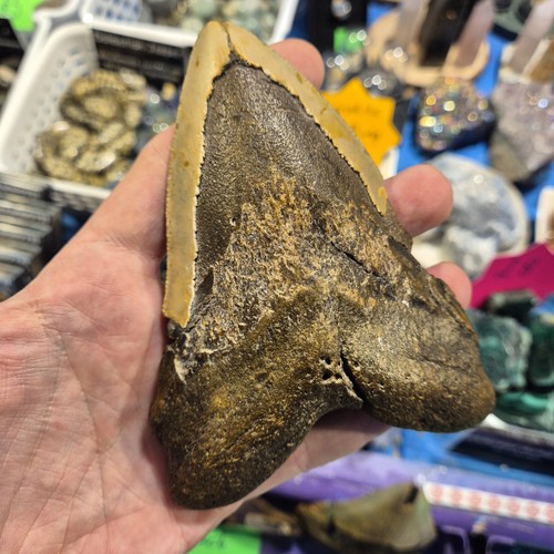 Megalodon shark tooth inch - shark,